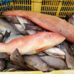Read more about the article Supporting Ecolabel Certification, KKP Prepares Strategy for Utilization of Snapper and Grouper