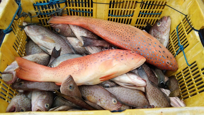 You are currently viewing Supporting Ecolabel Certification, KKP Prepares Strategy for Utilization of Snapper and Grouper